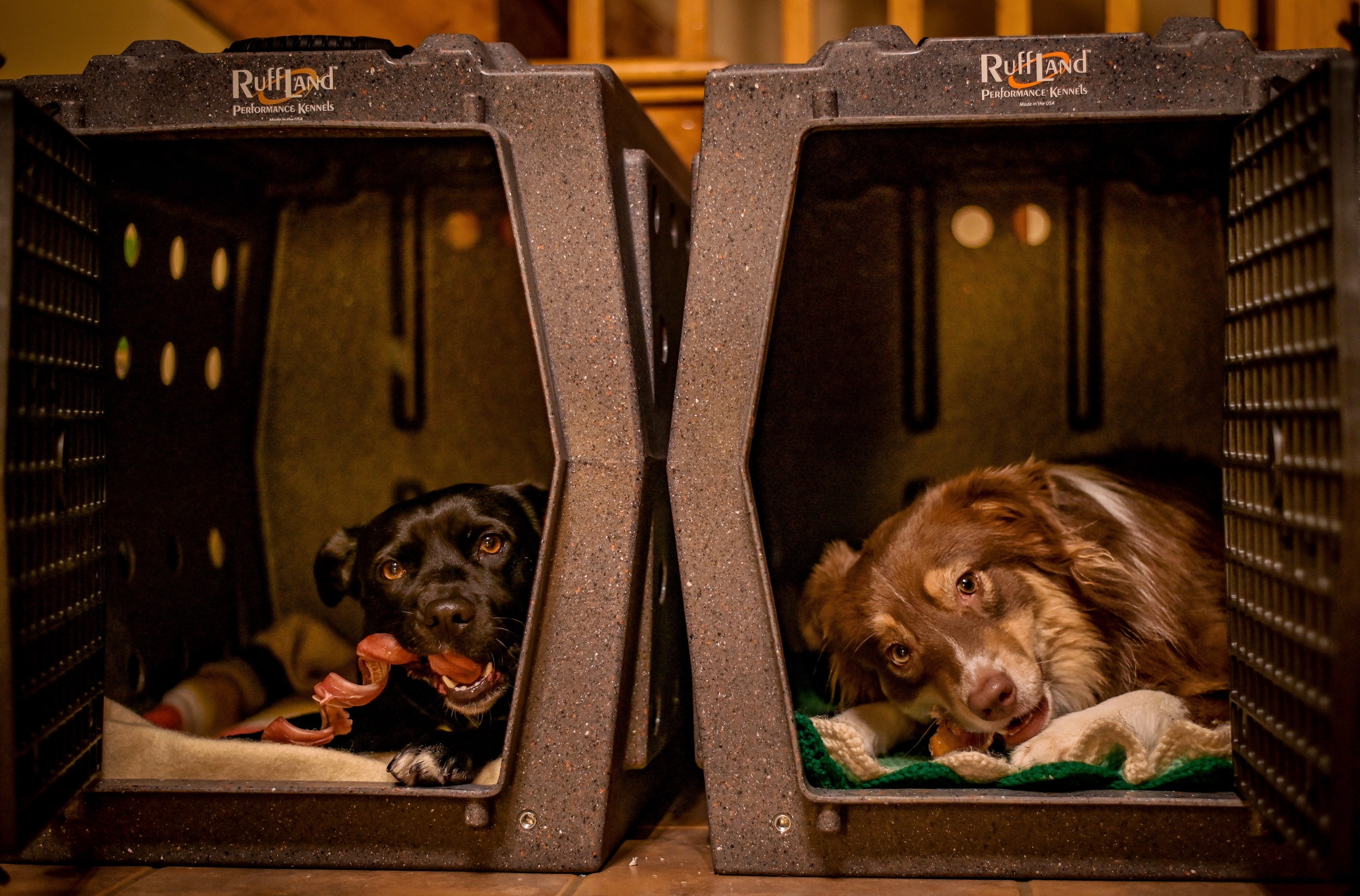 The Do's And Don'ts of Crate Training: Expert Tips Revealed