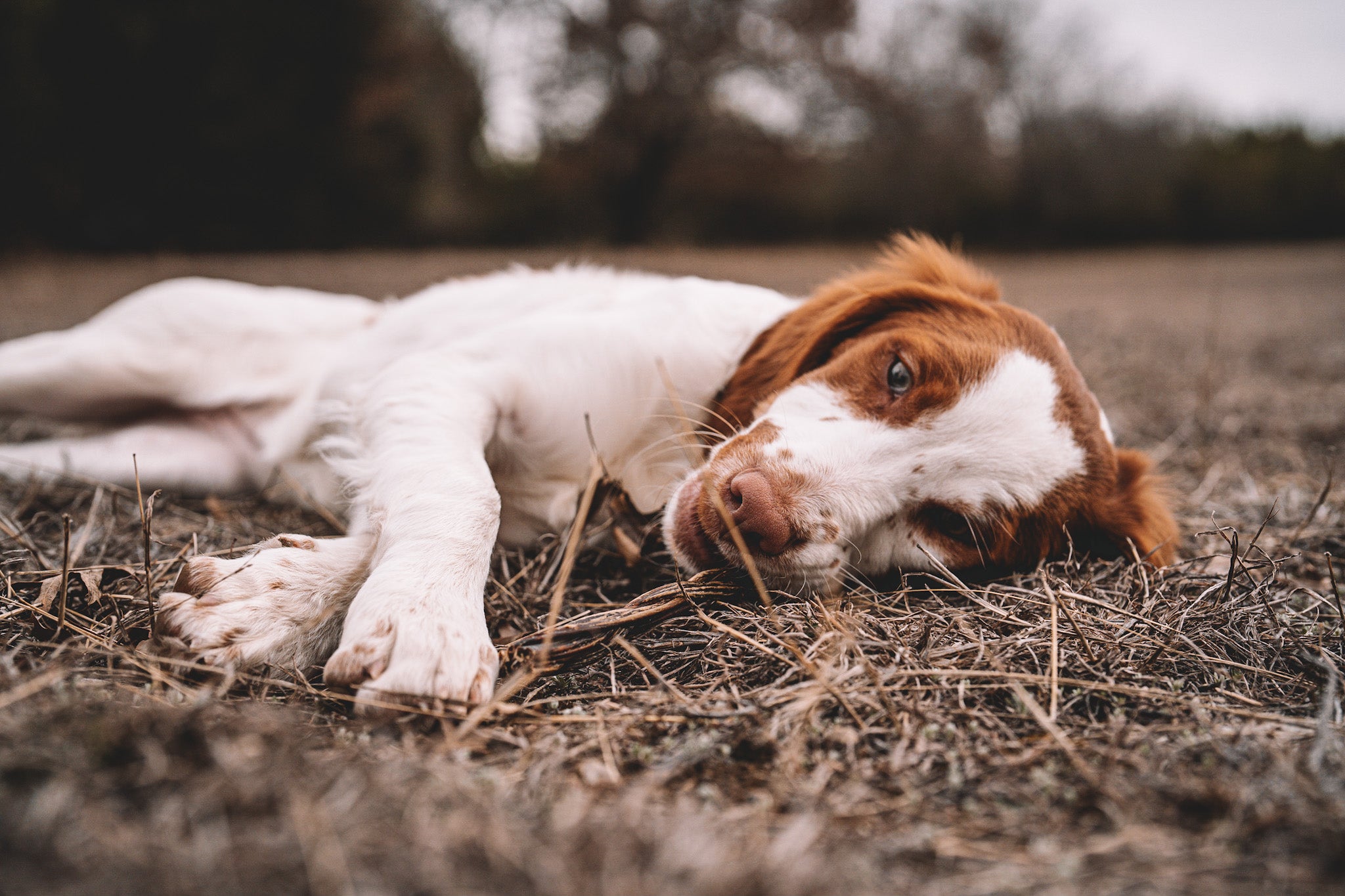 can 3 month old puppies sleep through the night