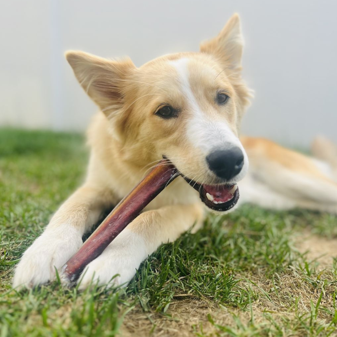 A cute dog chewing on a 12 inch jumbo bully stick dog treat from Bully Bunches.