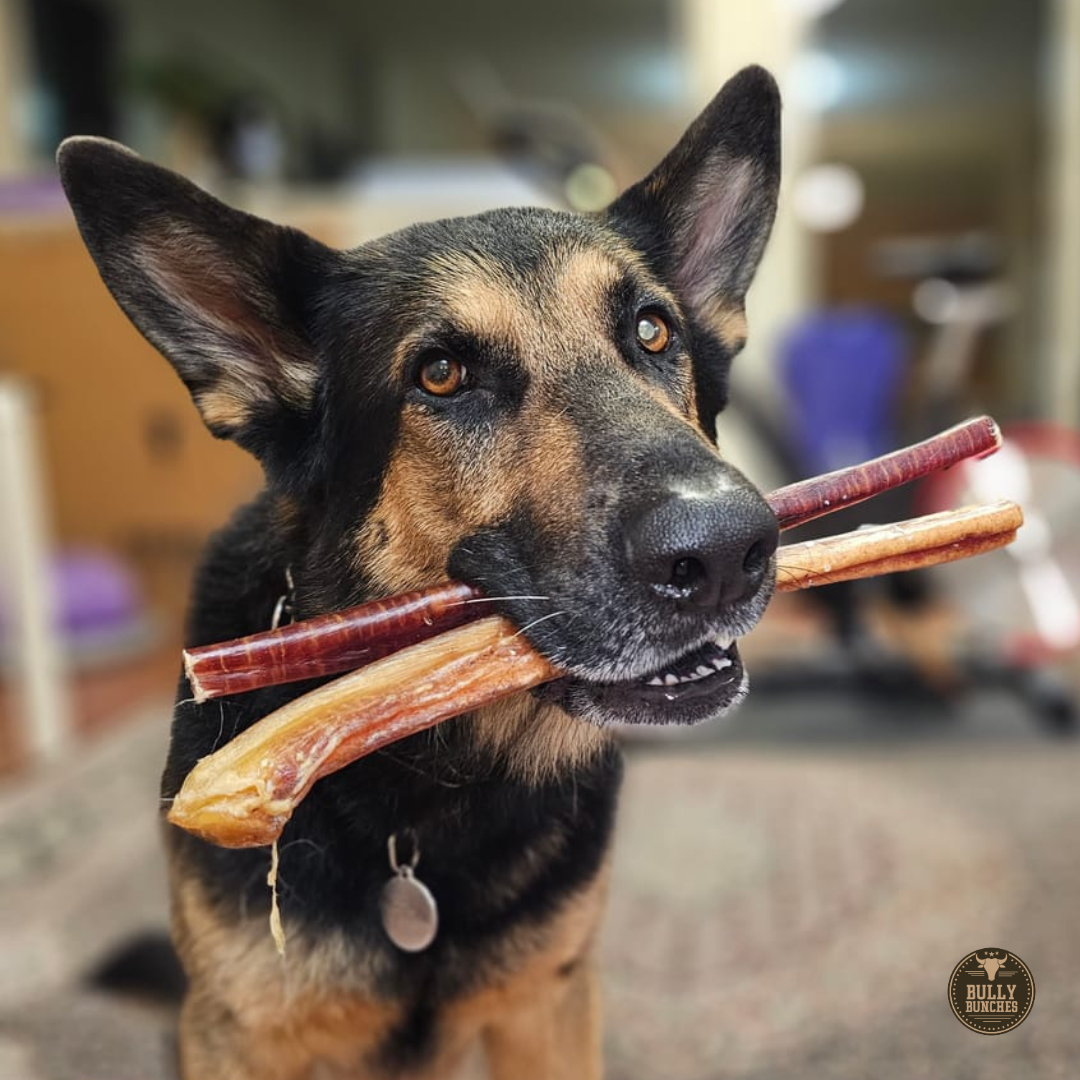A German Shephard holding 12 inch jumbo bully stick dog treat from Bully Bunches.