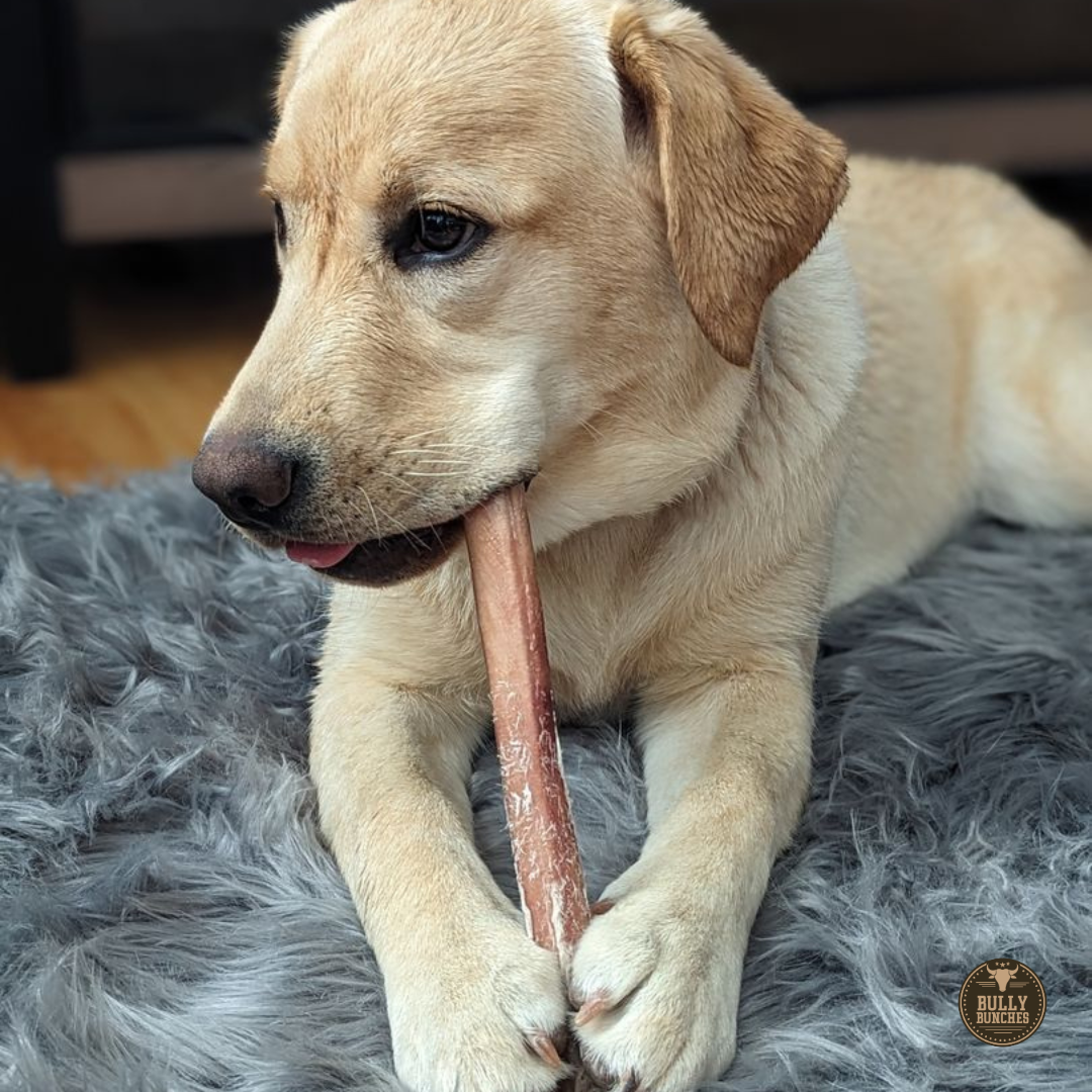 A gold Labrador dog chewing on a 12 inch jumbo bully stick dog treat from Bully Bunches.