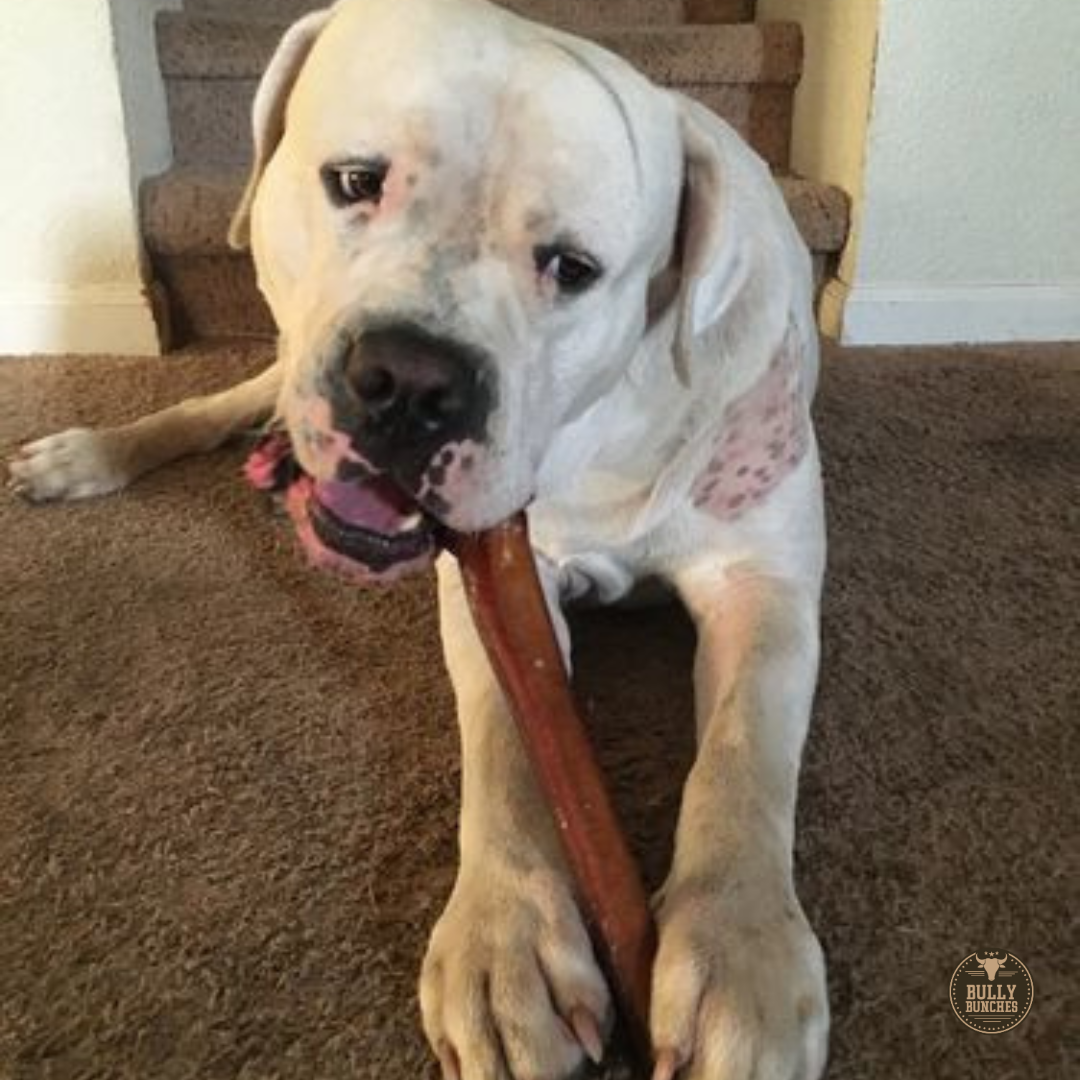 A white dog with spots chewing on a 12 inch monster bully stick dog treat from Bully Bunches.