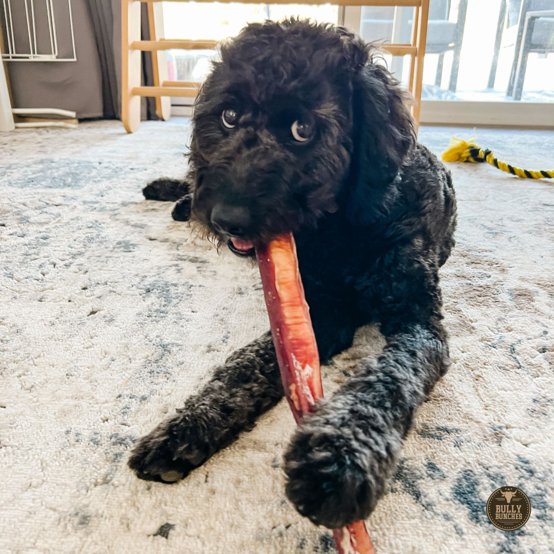 A cute black poodle dog chewing on a 12 inch monster bully stick dog treat from Bully Bunches.