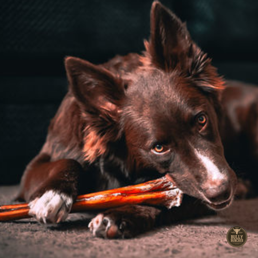 A black dog with a white nose chewing on a 12 inch monster bully stick dog treat from Bully Bunches.