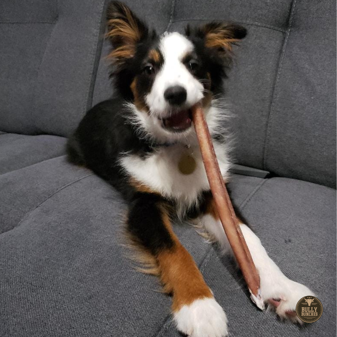 A small black, brown, and white dog chewing on a 12 inch standard bully stick dog treat from Bully Bunches.
