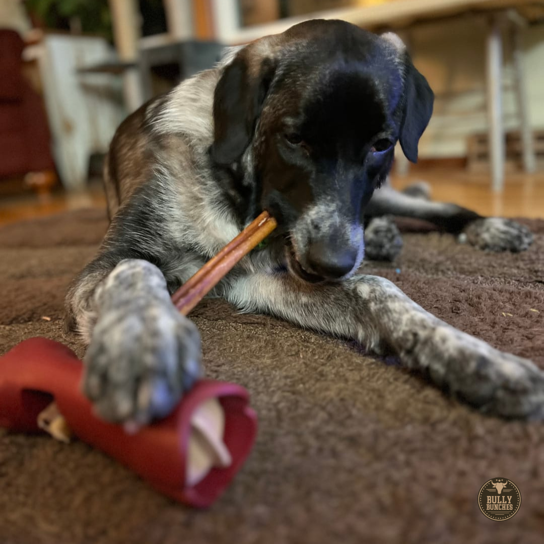 A black and white dog chewing on a 12 inch standard bully stick dog treat from Bully Bunches.