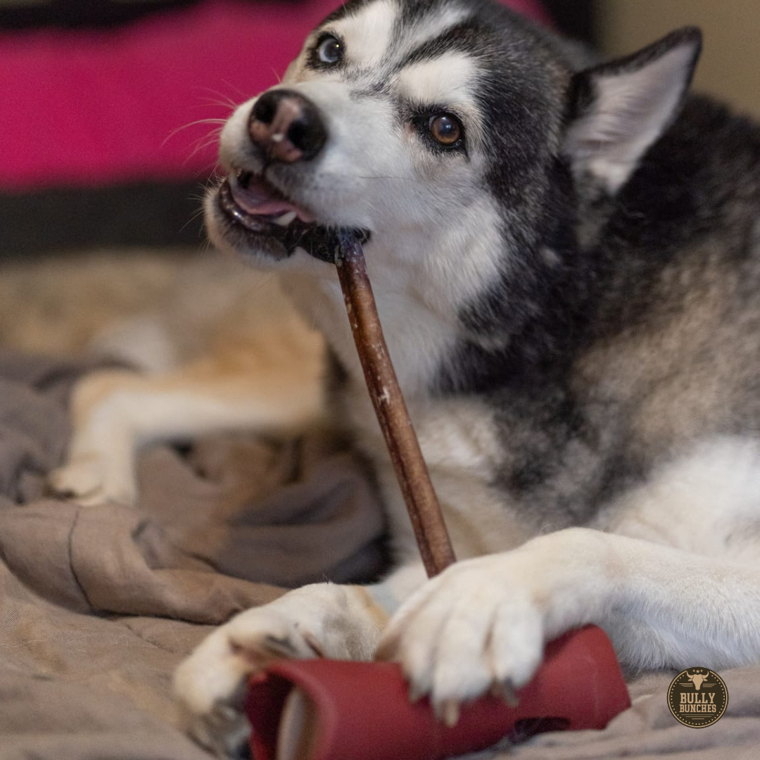 A black and white husky dog chewing on a 12 inch standard bully stick dog treat from Bully Bunches.