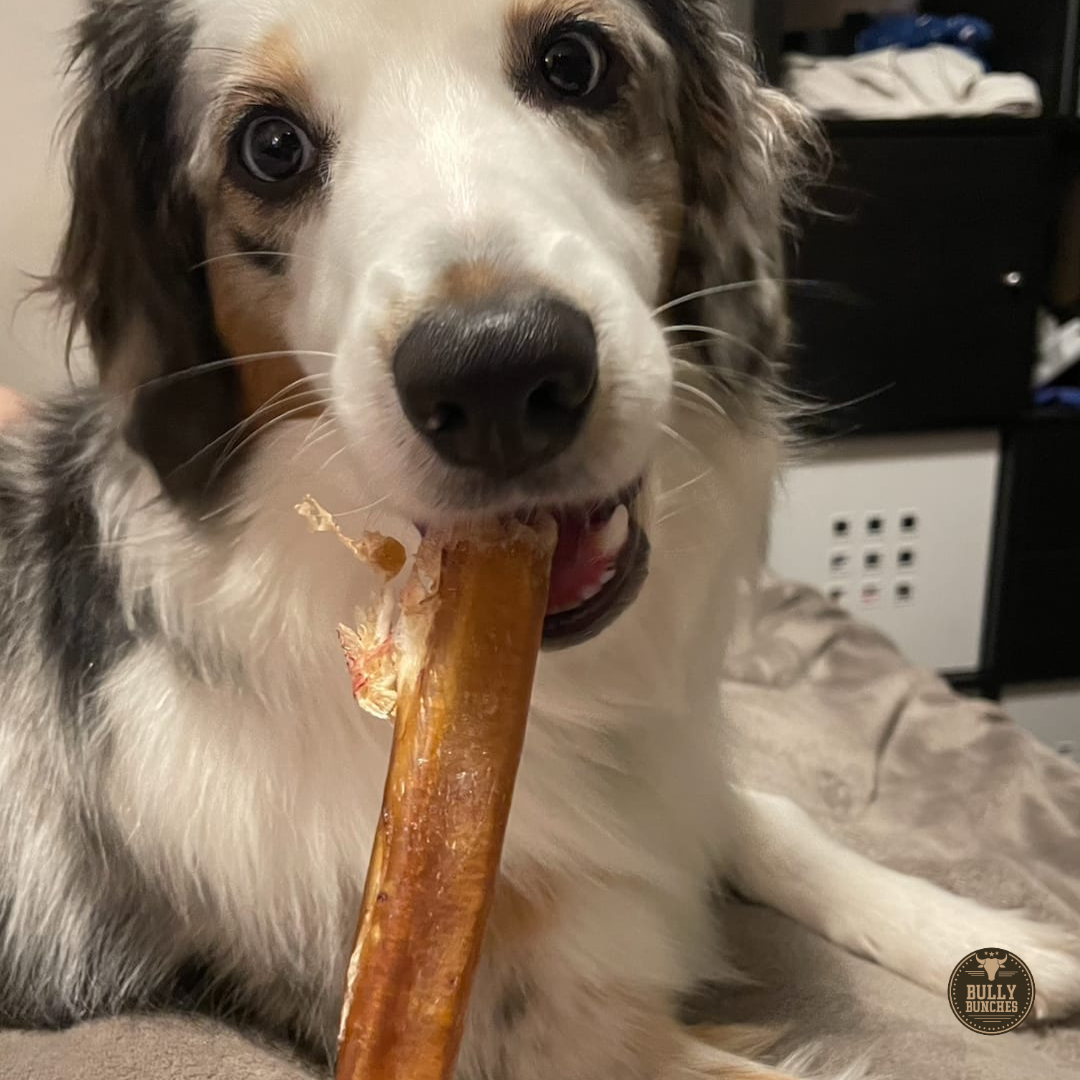 A fluffy white and brown dog chewing on a 12 inch thick bully stick dog treat from Bully Bunches.