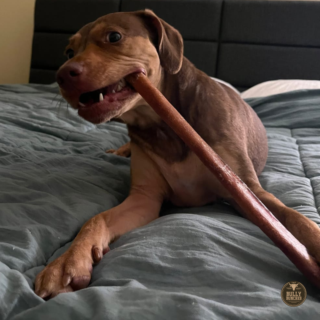 A brown dog lying on a bed chewing on a 12 inch thick bully stick dog treat from Bully Bunches.