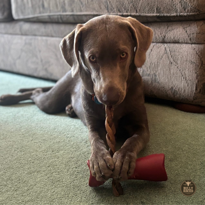 10-12 Inch Braided Collagen Stick