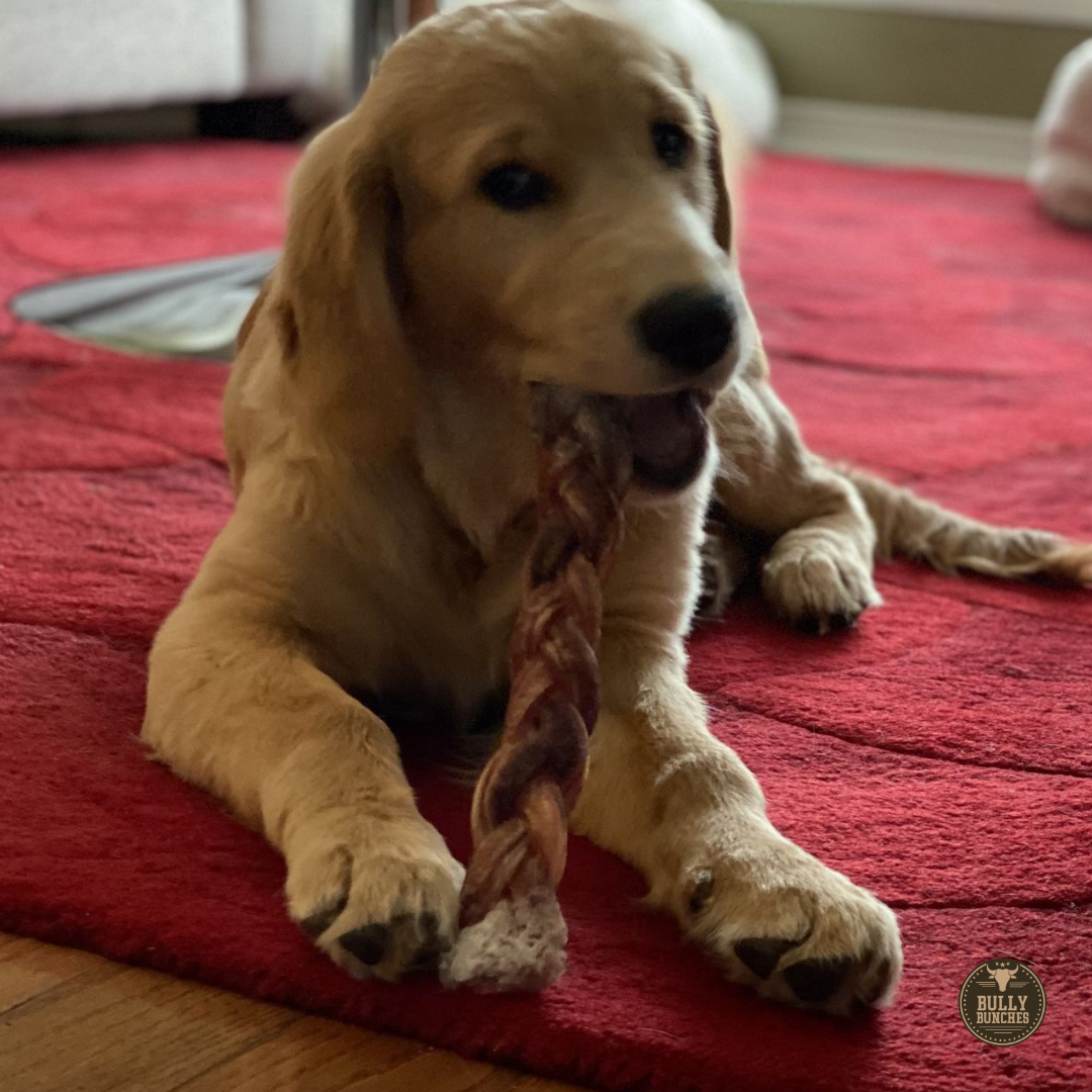 A golden retriever dog chewing on a 12 inch jumbo braided bully stick dog treat from Bully Bunches.
