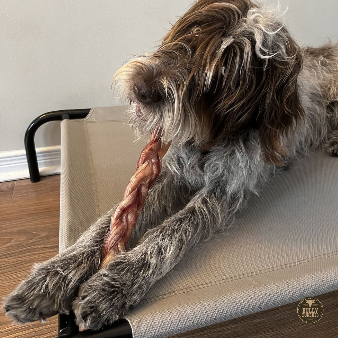 A fluffy gray dog chewing on a 12 inch jumbo braided bully stick dog treat from Bully Bunches.