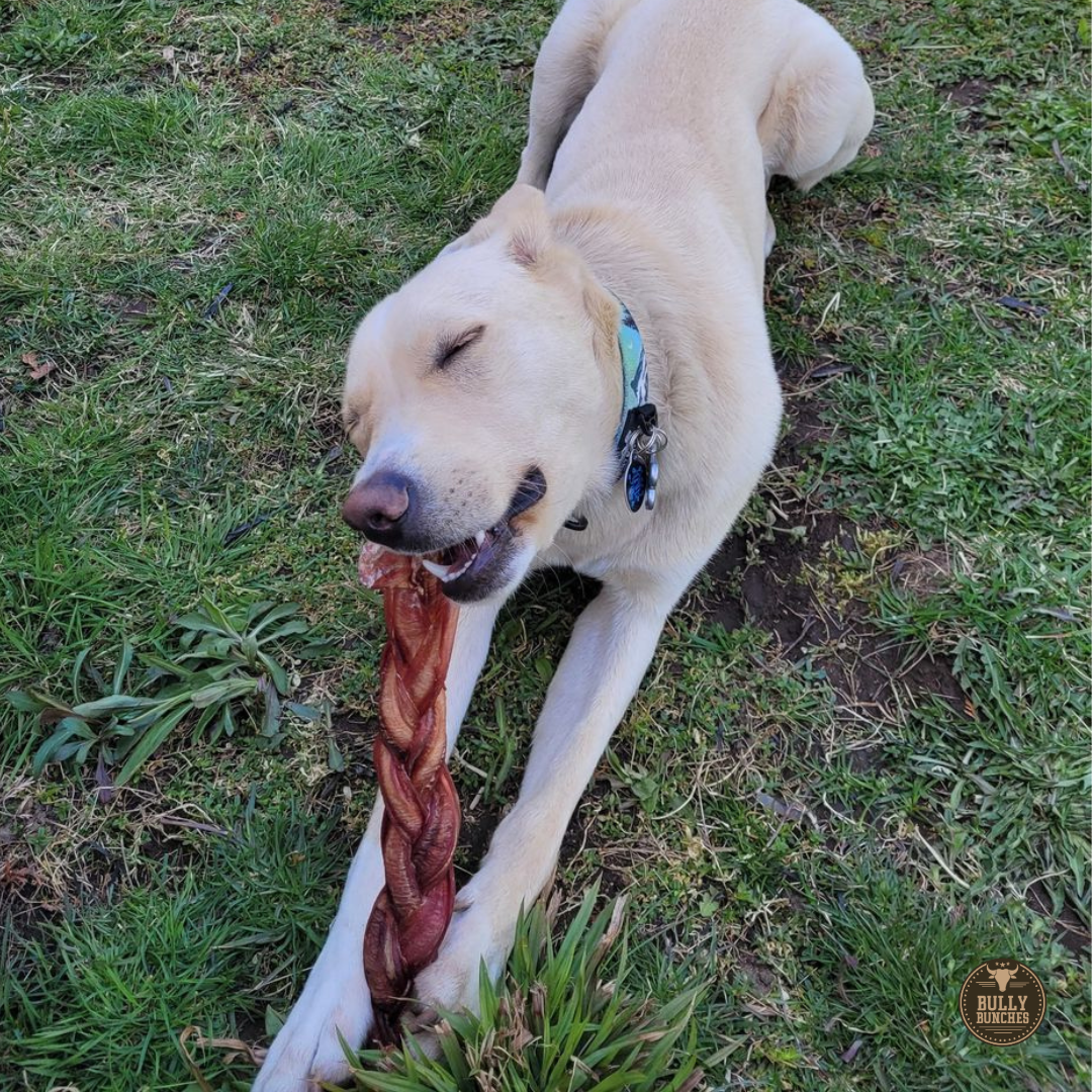 A yellow labrador dog outsite chewing on a  12 inch jumbo braided bully stick dog treat from Bully Bunches.