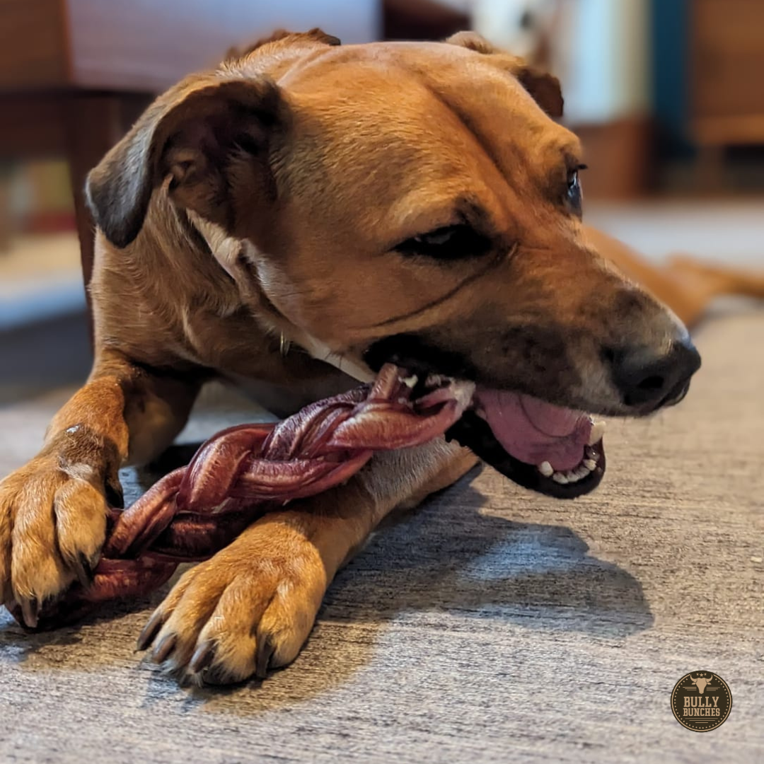 A brown dog chewing on a 12 inch monster braided bully stick dog treat from Bully Bunches.