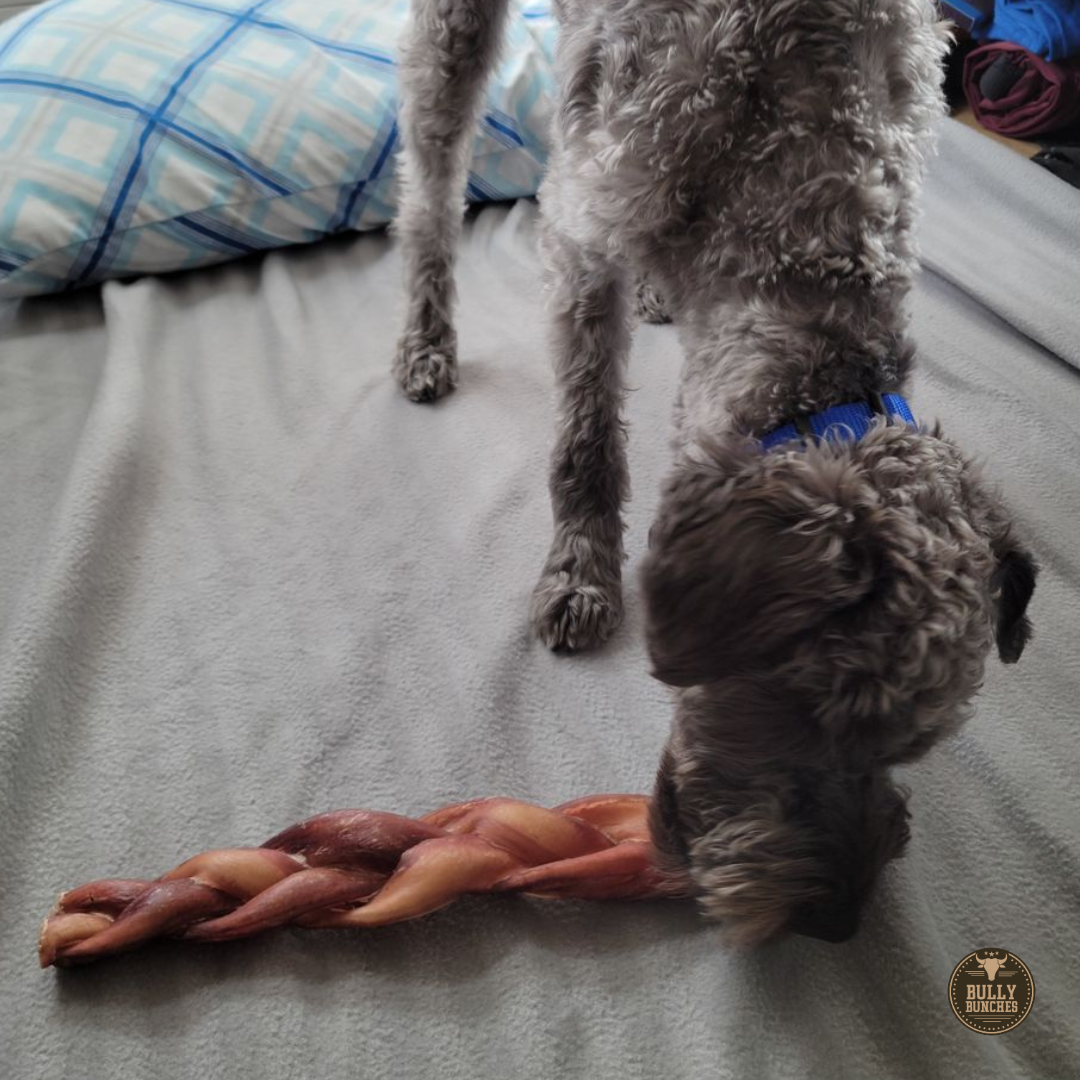 A fluffy gray dog with blue collar chewing on a 12 inch monster braided bully stick dog treat from Bully Bunches.