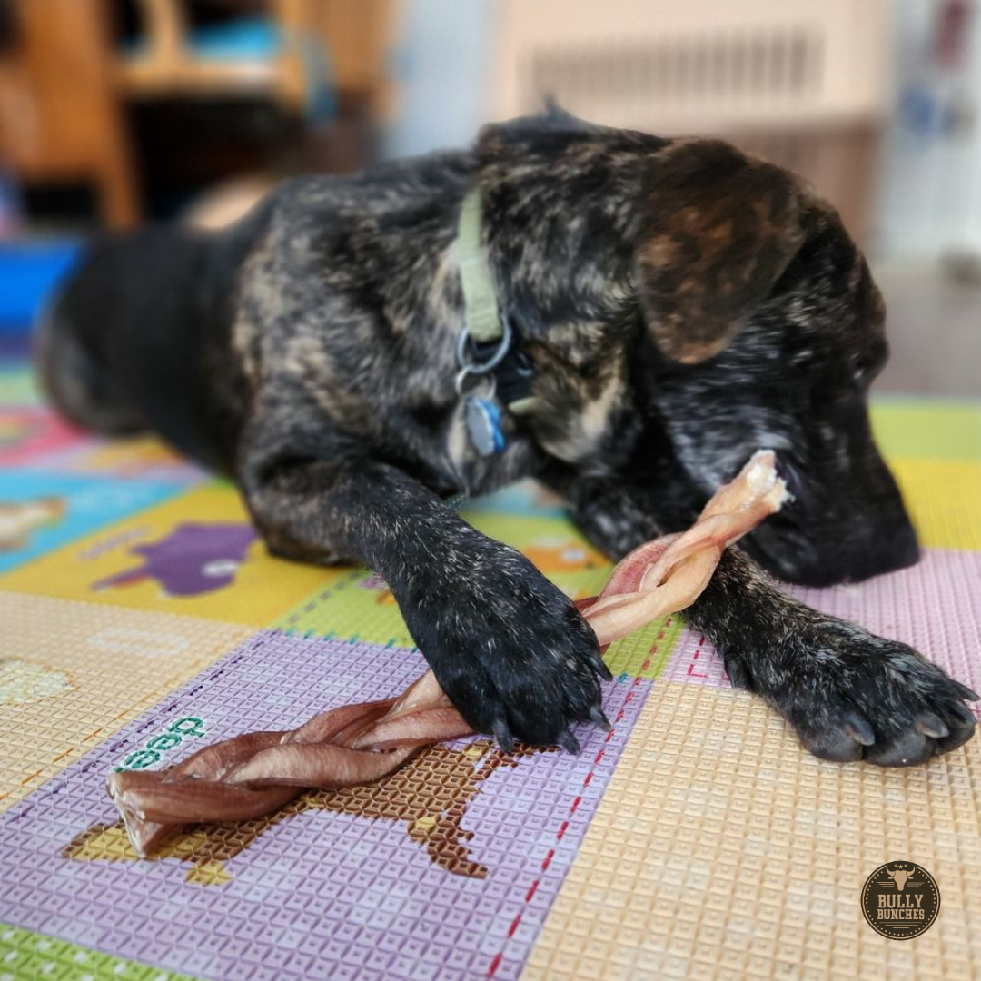 A black dog with green collar chewing on a 12 inch braided bully stick dog treat from Bully Bunches.