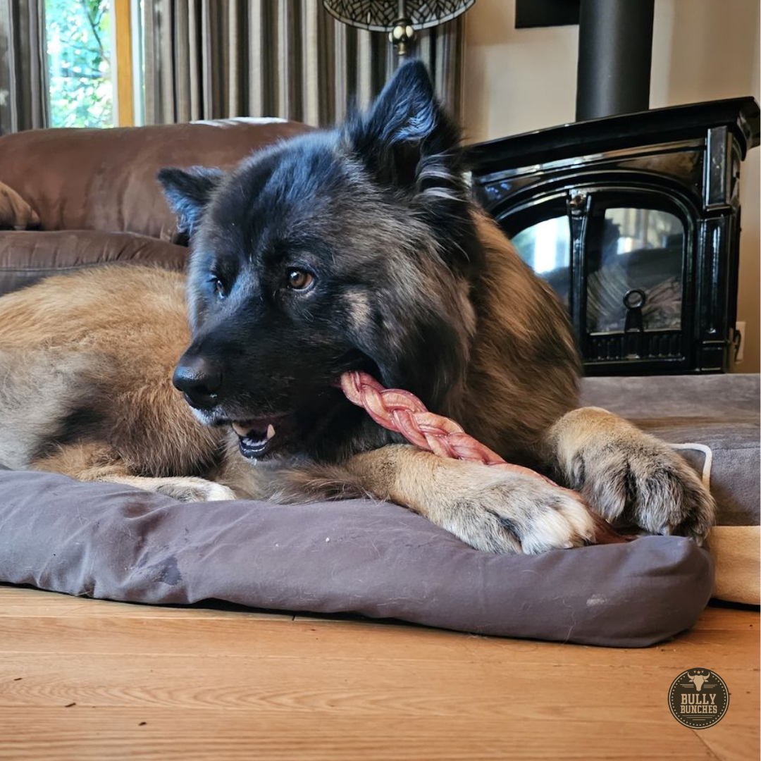 A large fluffy brown dog chewing on a 12 inch thick braided bully stick dog treat from Bully Bunches.