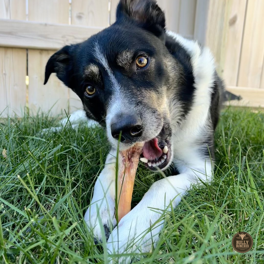 Black and white dog chewing on a 6-inch monster bully stick dog treat from Bully Bunches.
