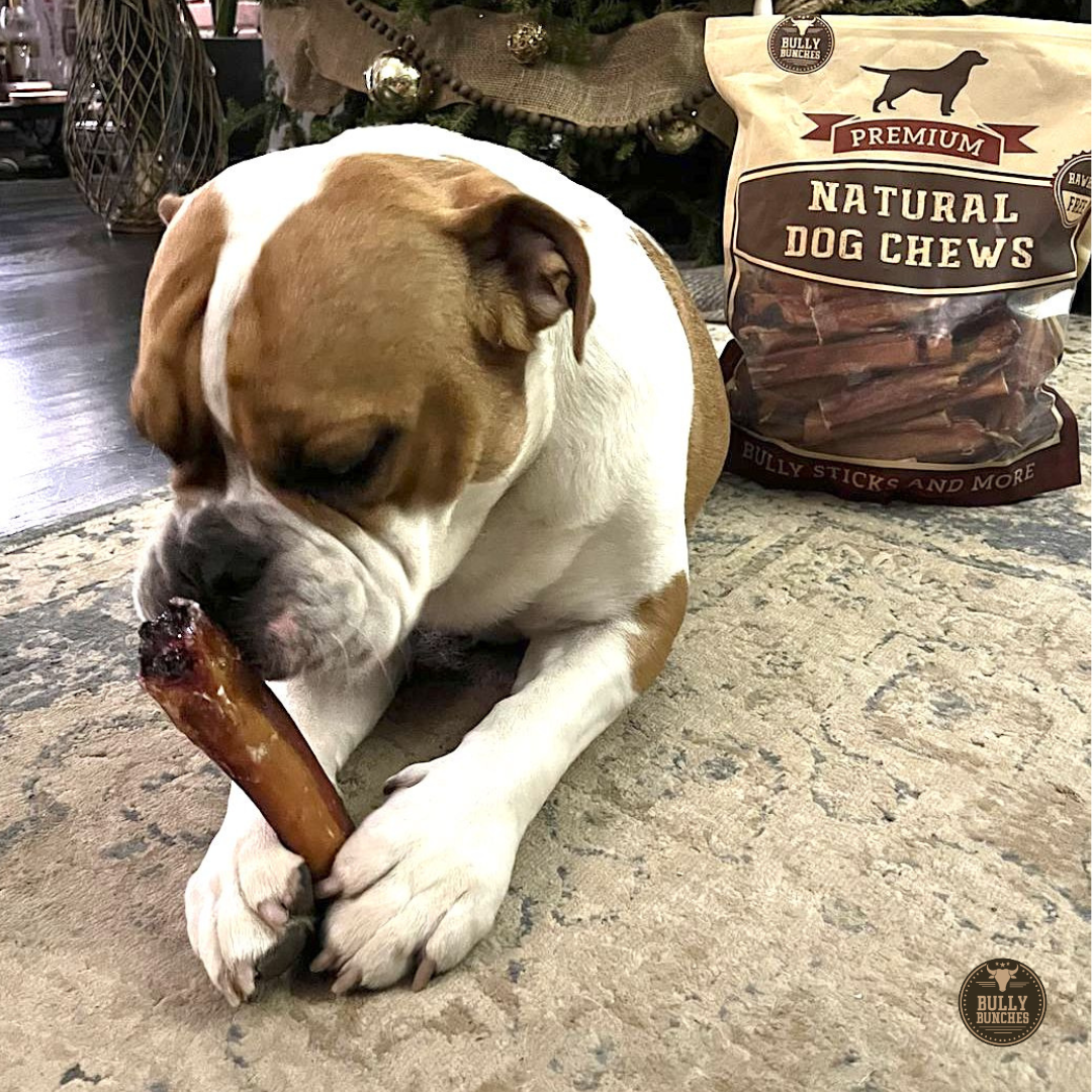 Brown and white dog chewing on a 6-inch monster bully stick dog treat from Bully Bunches.
