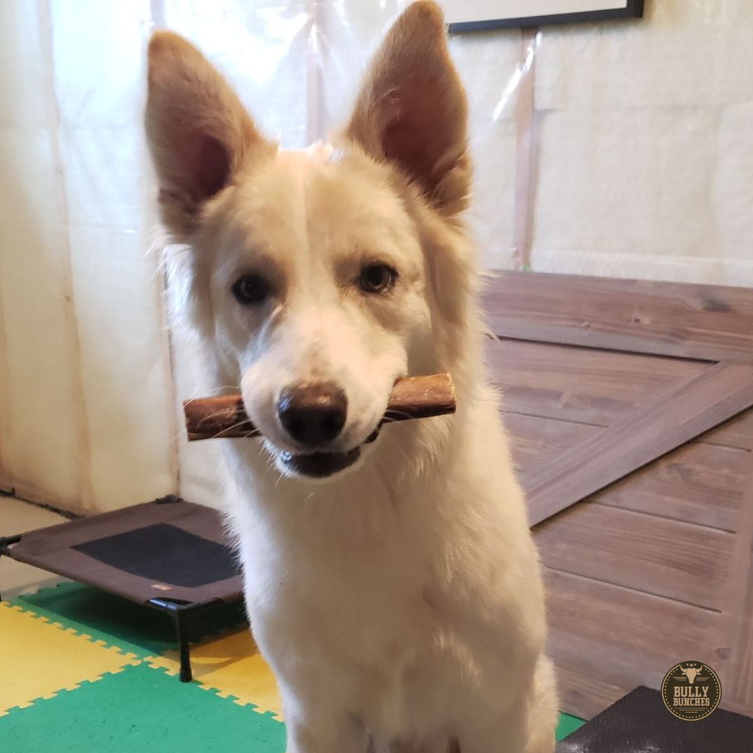 Fluffy white and brown dog with a 6-inch monster bully stick dog treat from Bully Bunches.
