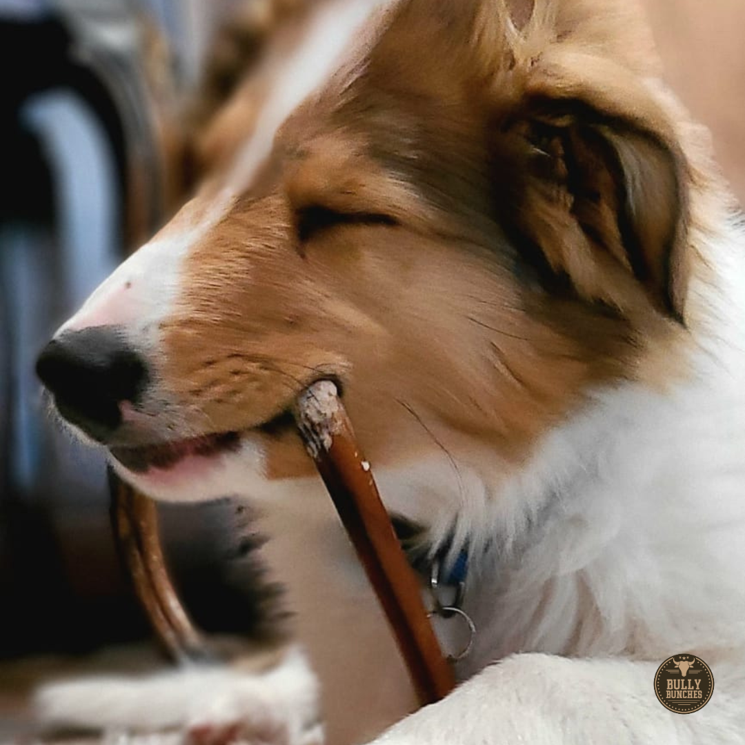 Side view of brown and white dog with a 6-inch standard bully stick dog treat from Bully Bunches.