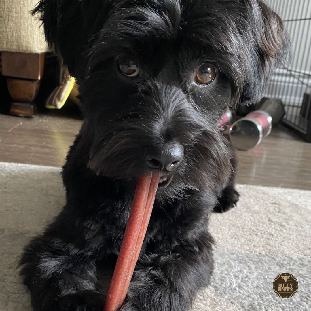 A black dog with a 6-inch standard bully stick dog treat from Bully Bunches.