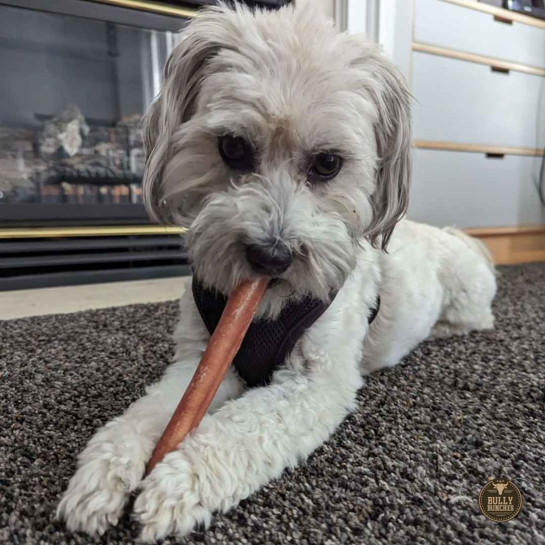 White dog wearing a harness with a 6-inch thick bully stick dog treat from Bully Bunches.