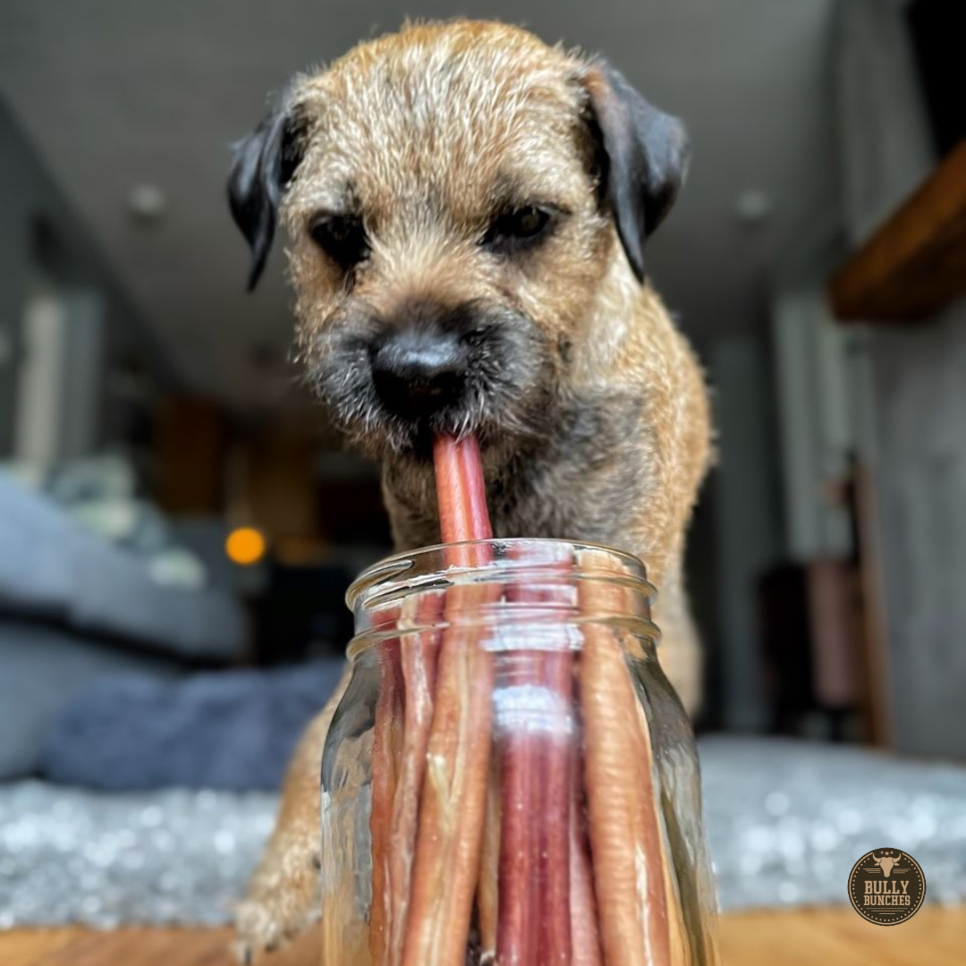 Brown dog with black ears eating a 6-inch thick bully stick dog treat from Bully Bunches.