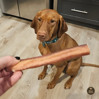 Dog wearing a blue collar sitting for a 6-inch jumbo bully stick dog treat from Bully Bunches.