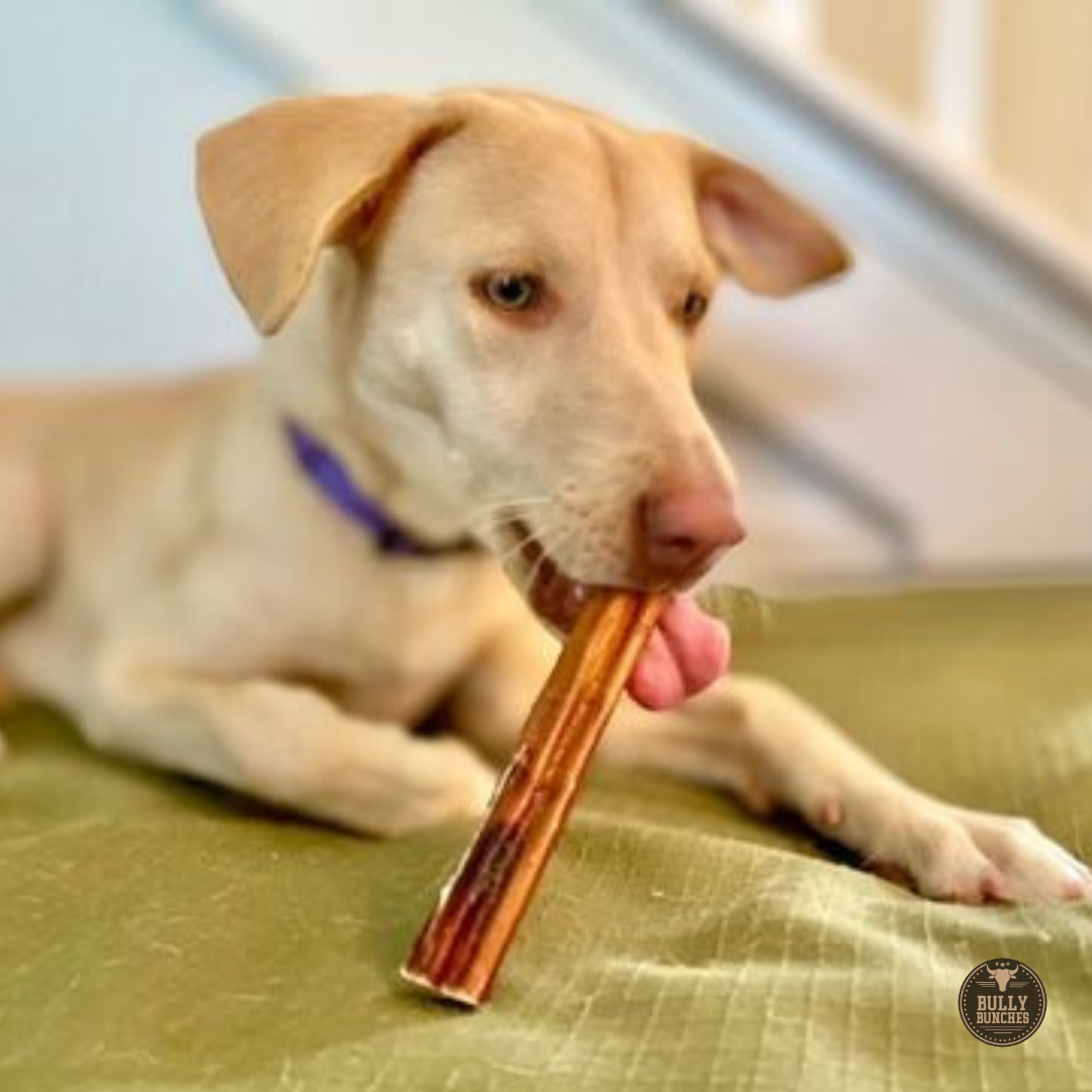 Yellow lab chewing on a 6-inch jumbo bully stick dog treat from Bully Bunches.