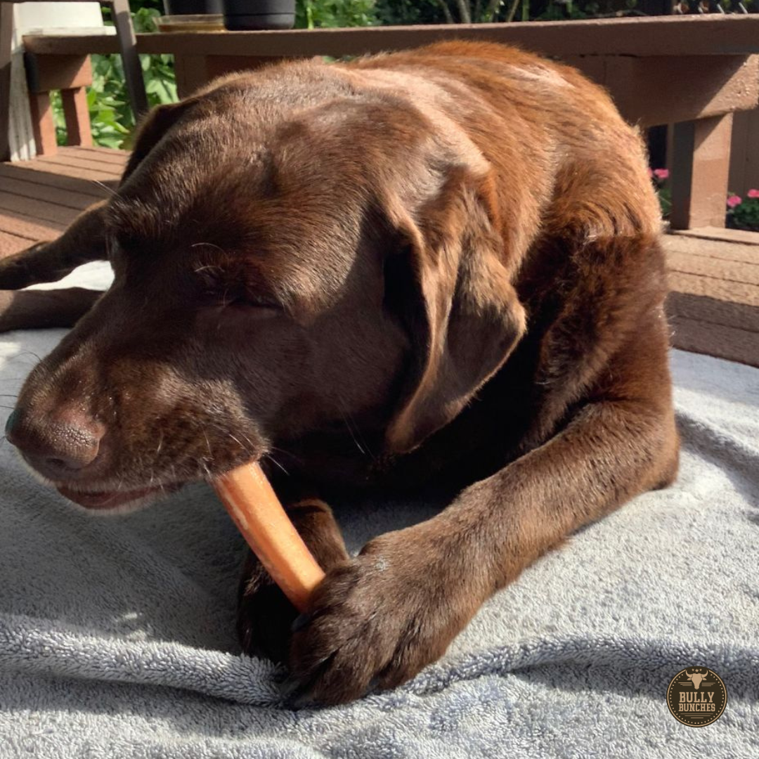 Black lab chewing on a 6-inch jumbo bully stick dog treat from Bully Bunches.
