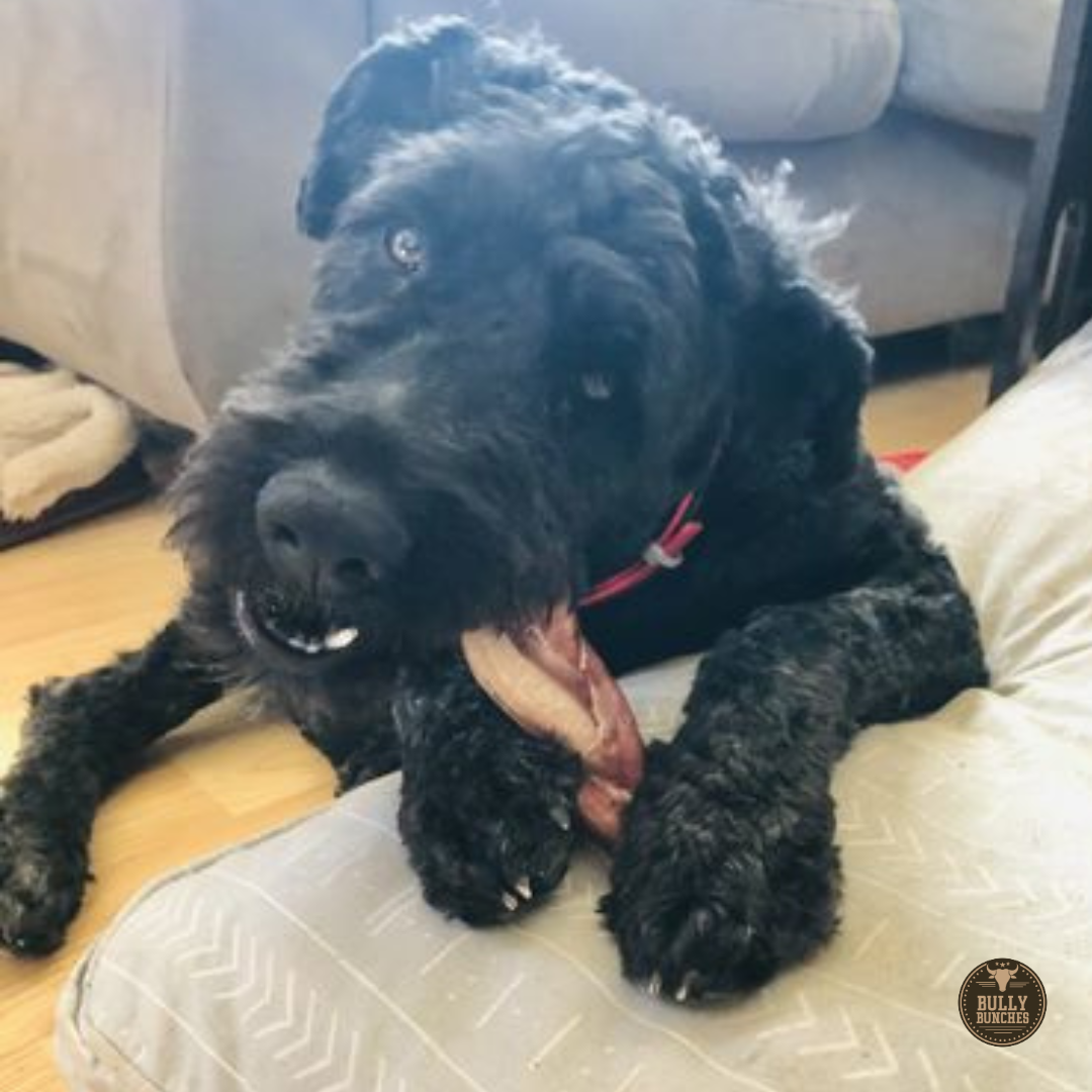 Fluffy black dog with a 6-inch jumbo braided bully stick dog treat from Bully Bunches.