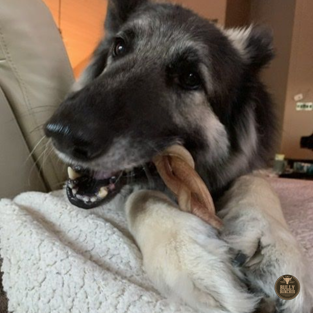 A German Shepherd dog with a 6-inch jumbo braided bully stick dog treat from Bully Bunches.