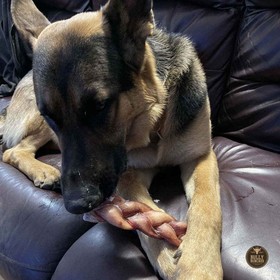 German Shepherd holding a 6-inch monster braided bully stick dog treat from Bully Bunches.