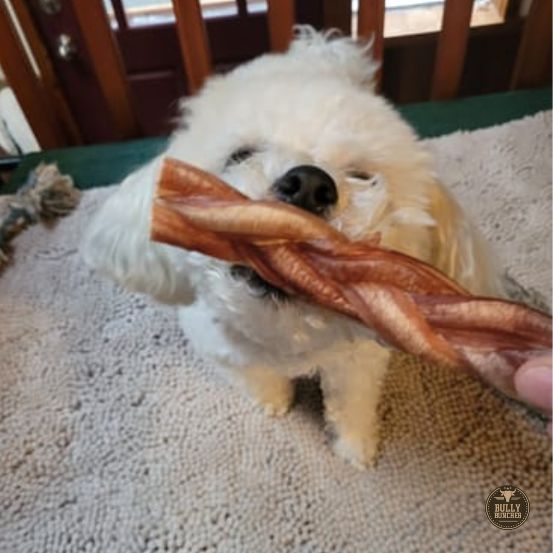 A fluffy white dog eating a 6-inch braided bully stick.