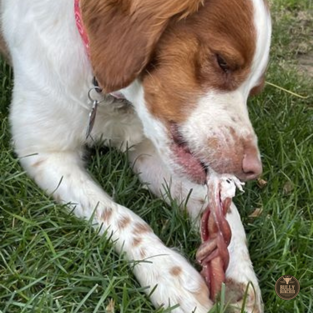 Brown and white dog with pink collar eating a 6-inch braided bully stick.