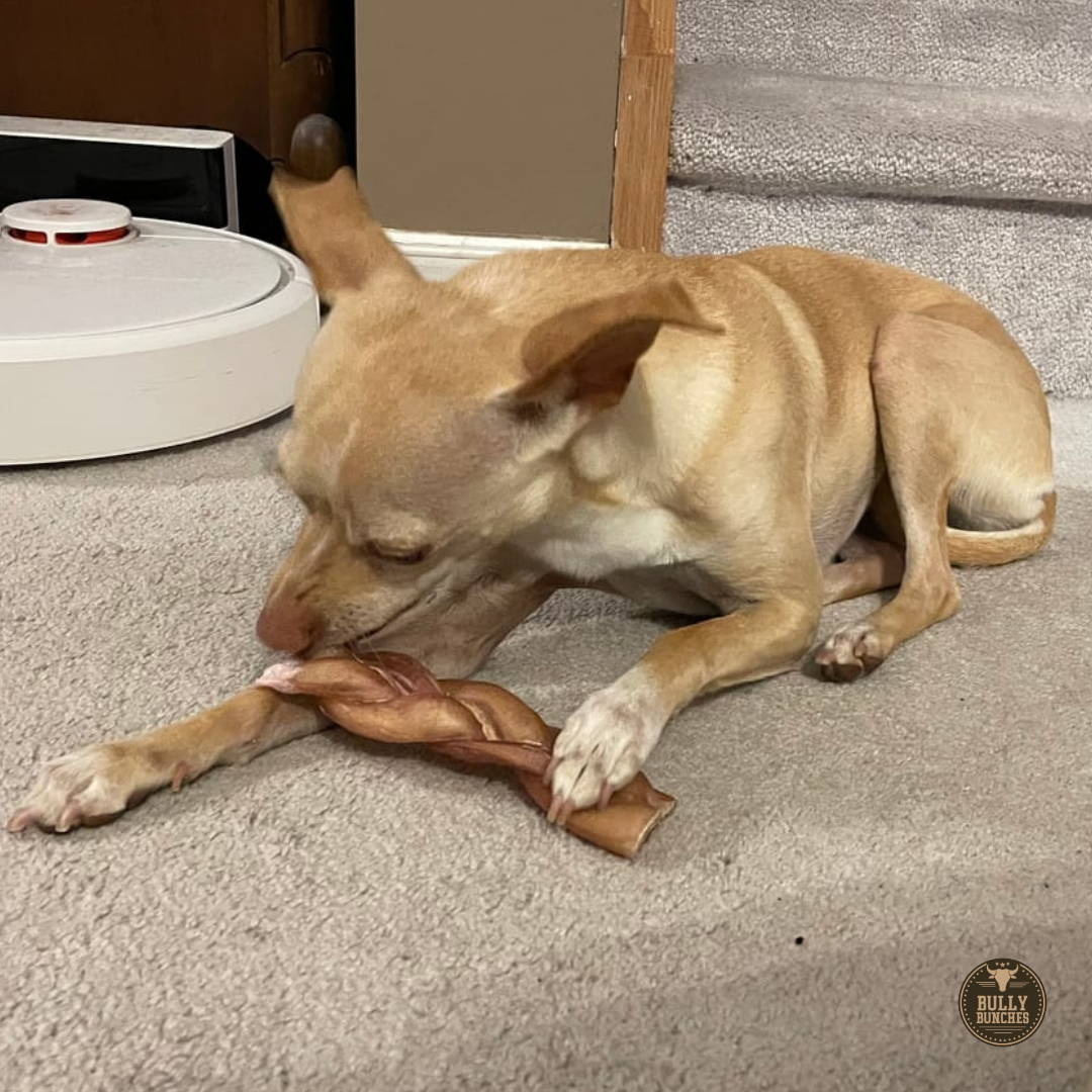 A brown dog chewing on a 6-inch thick braided bully stick.
