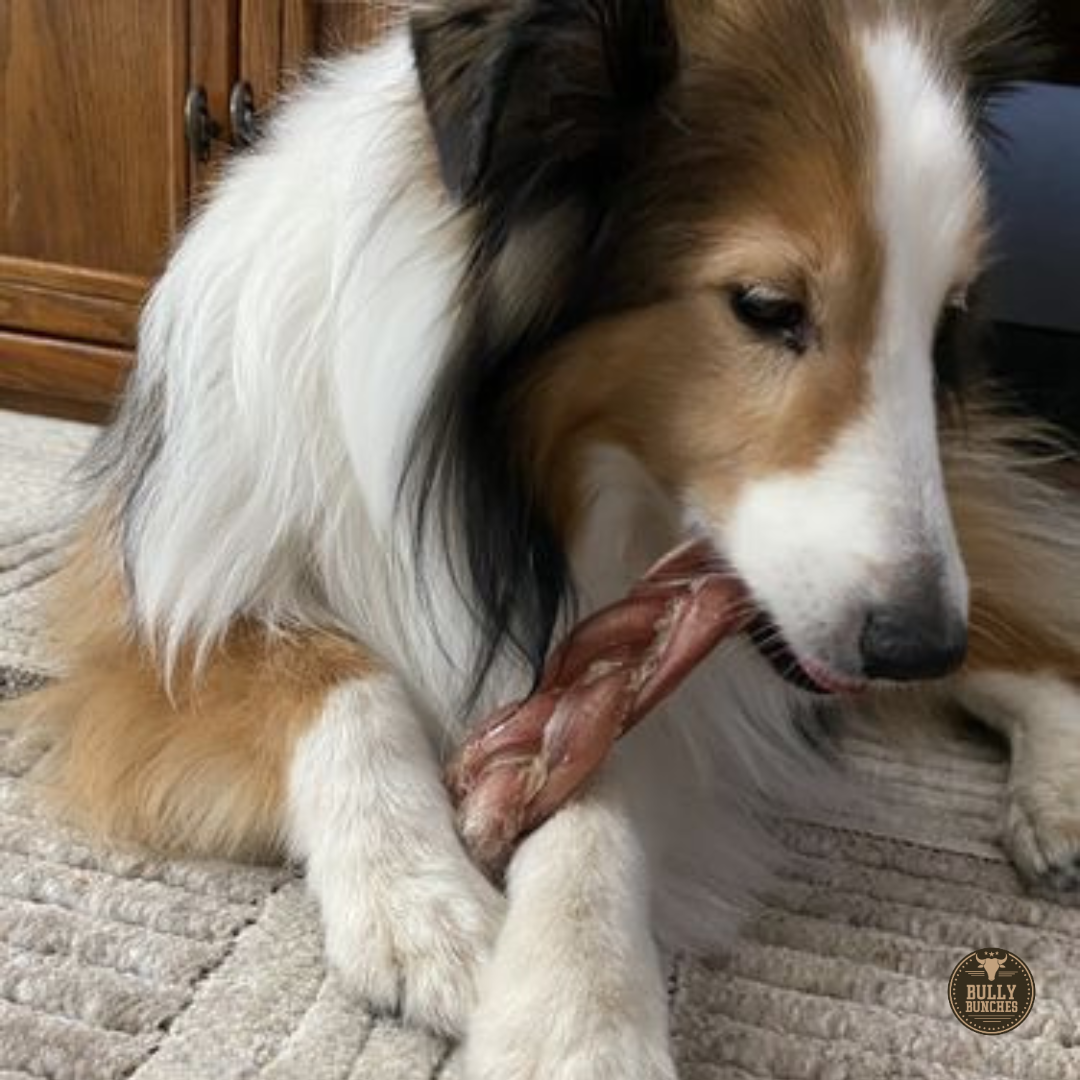 A very fluffy dog chewing on a 6-inch thick braided bully stick.