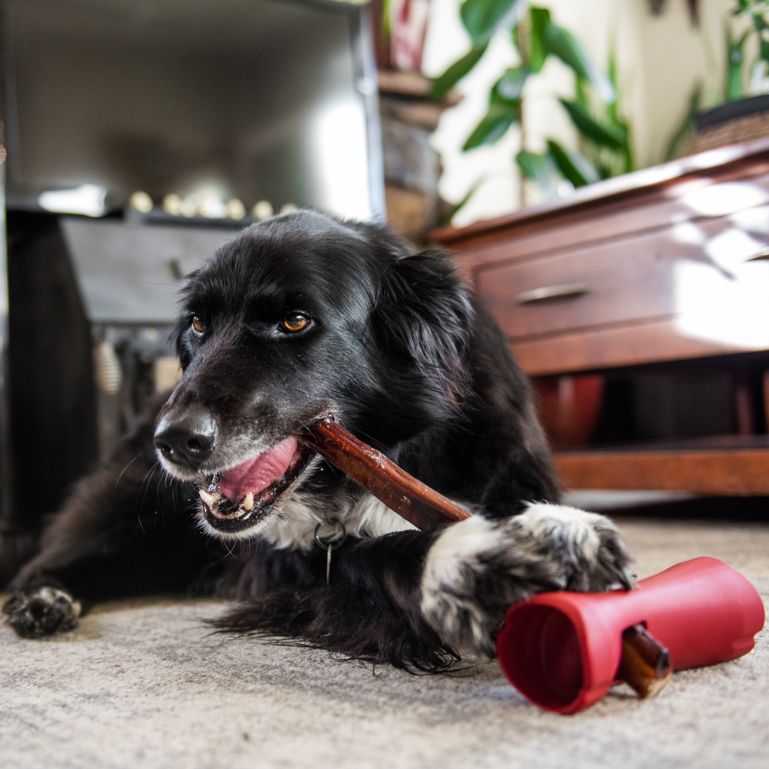 A black dog chewing on a treat being held by the bully stick safety holder.