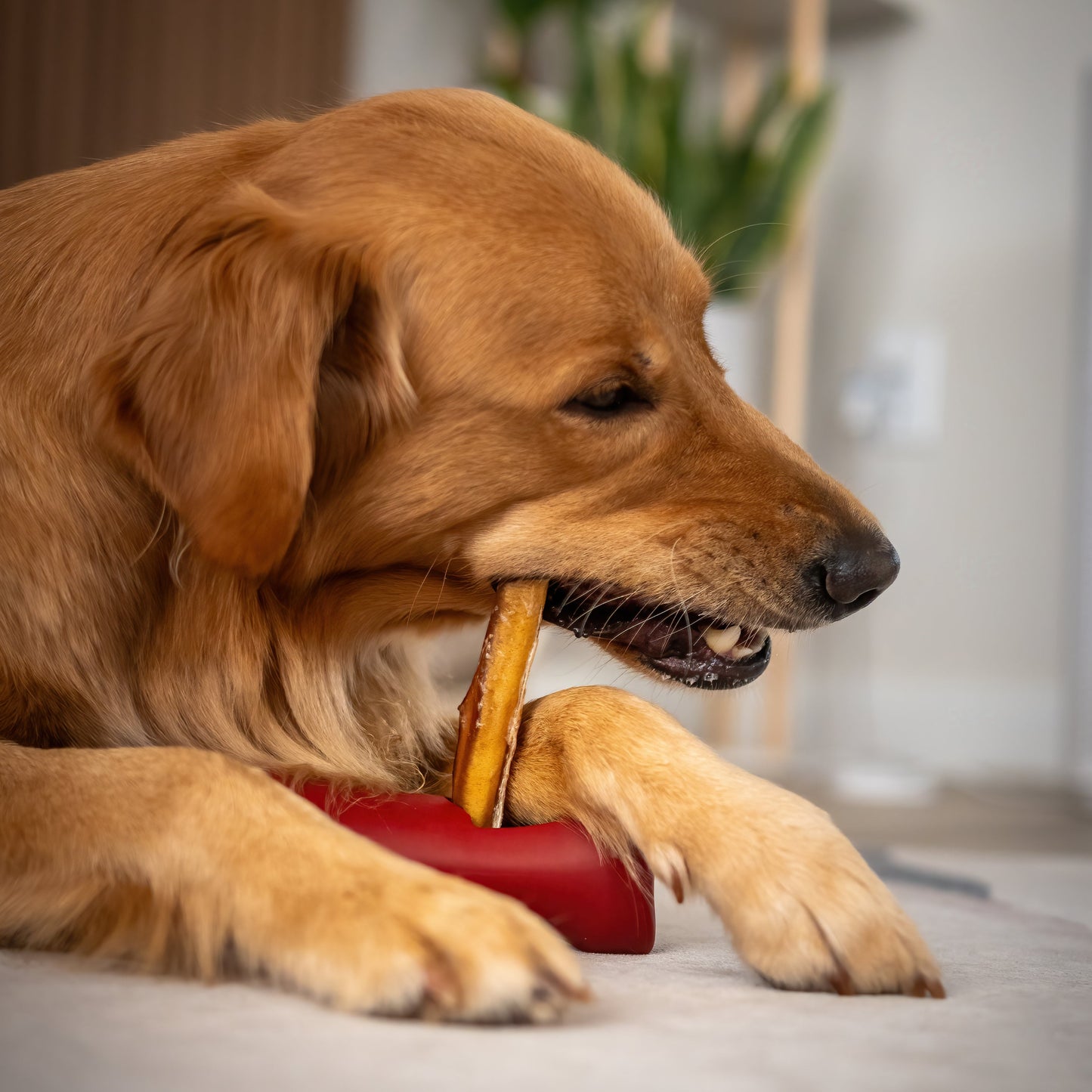 Golden retriever eating a treat using the bully stick safety holder.