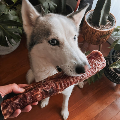 12 Inch Trachea Wrapped in Jerky