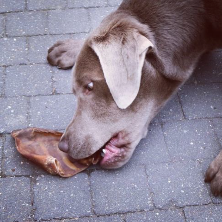 A brown dog chewing on a large pig ear.