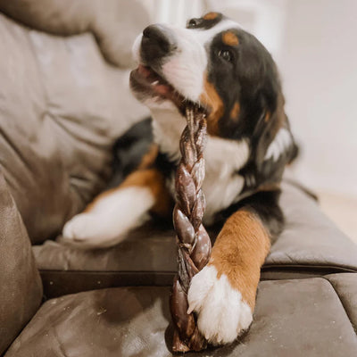 A brown, black, and white dog chewing on a 12 inch braided jerky stick.