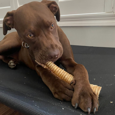 A brown dog chewing on a 12 inch beef trachea.