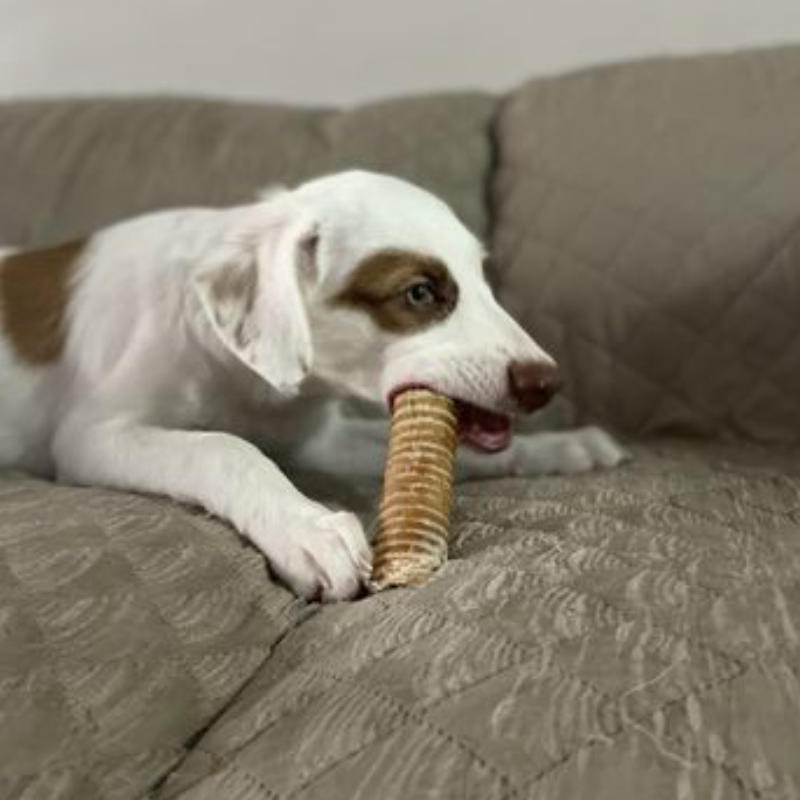 A white dog with brown spots on his eyes chewing on a 6 inch beef trachea.