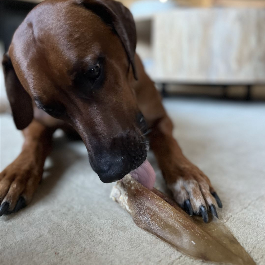 A brown licking a natural cow ear from Bully Bunches.