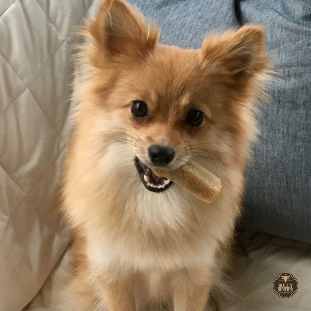 A small fluffy dog with a small himalayan yak chew.