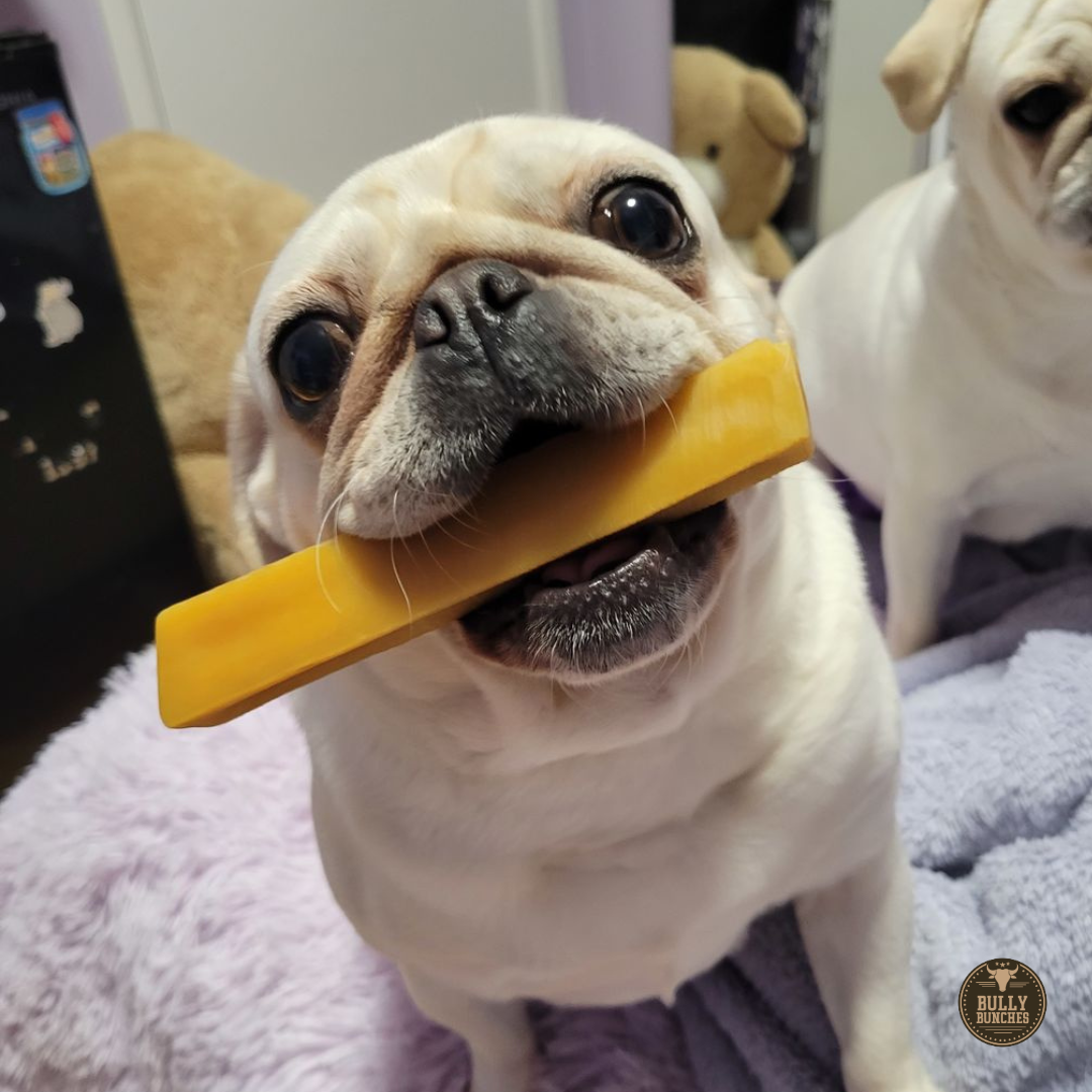 A happy dog with a small Himalayan yak chew.