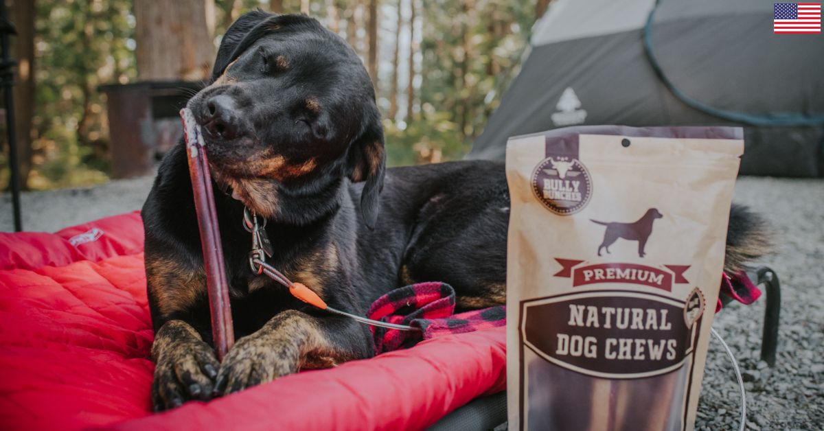 Bully dog chews online