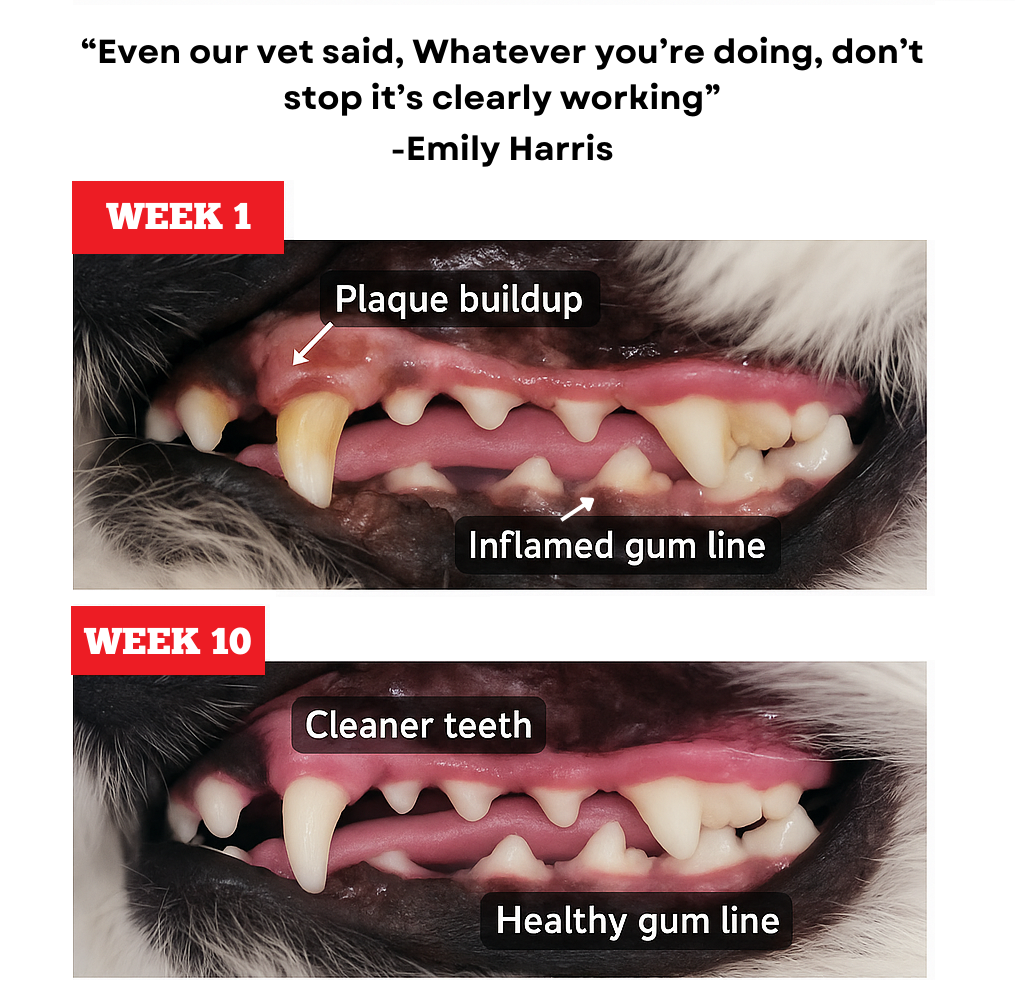Close-up of a dog's mouth with plaque buildup and inflamed gum line, labeled for educational purposes.